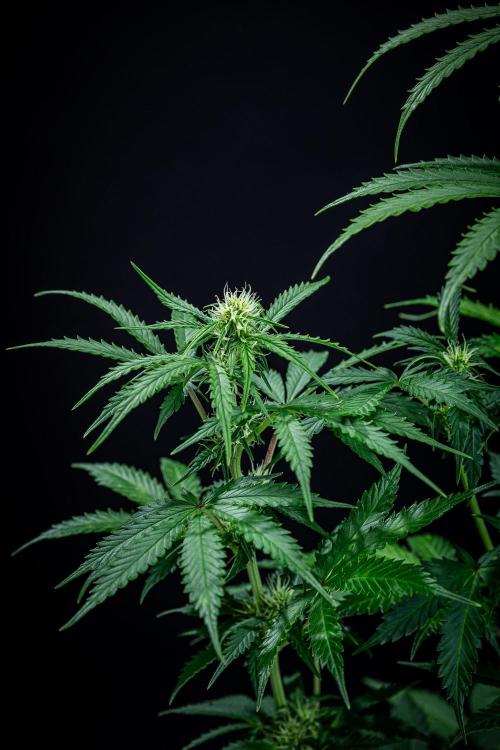 Ghost Train Haze Autoflower Zamnesia. Week 8 - Day 55