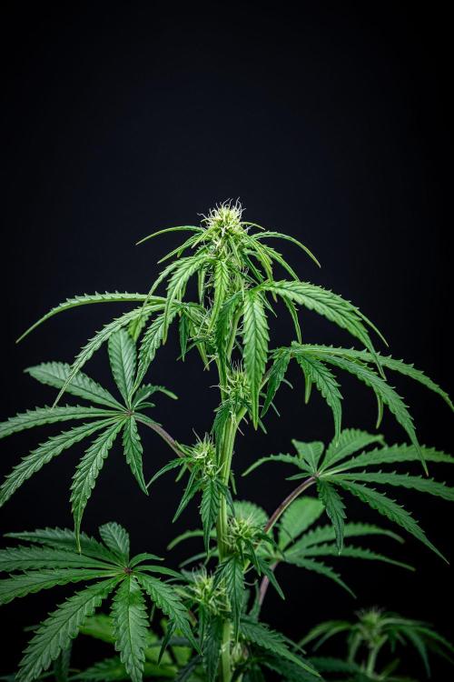 Ghost Train Haze Autoflower Zamnesia. Week 8 - Day 55