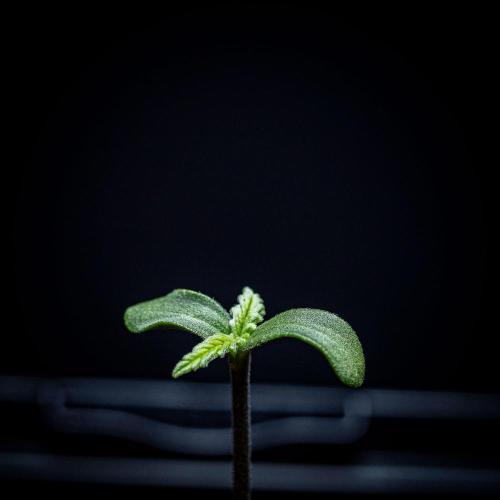 Banana Blaze Auto Dutch Passion. Week 1 - Day 2