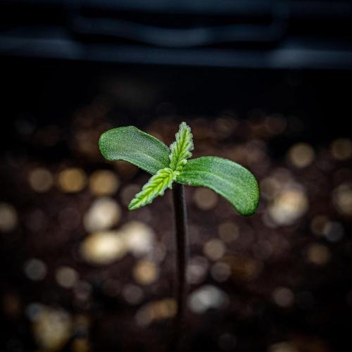 Banana Blaze Auto Dutch Passion. Week 1 - Day 2