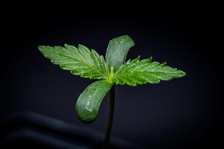 Banana Blaze Auto Dutch Passion. Week 1 - Day 4