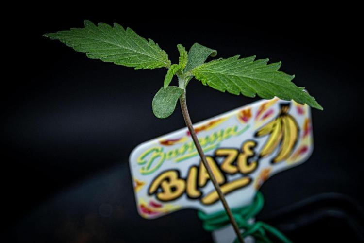 Banana Blaze Auto Dutch Passion. Week 1 - Day 7