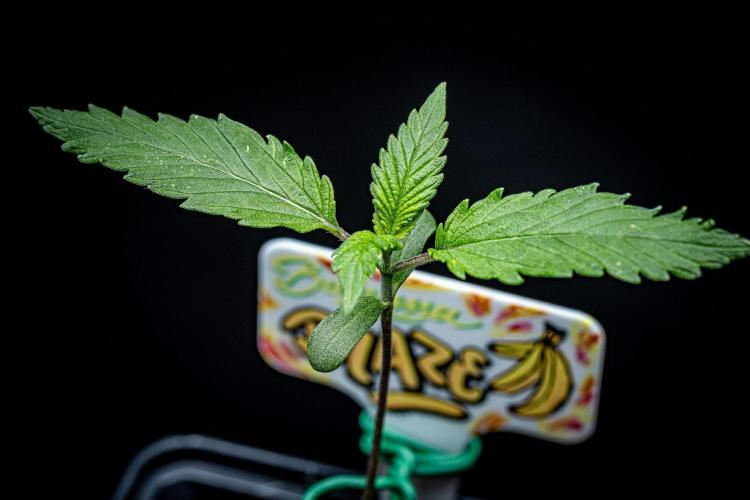 Banana Blaze Auto Dutch Passion. Week 2 - Day 10