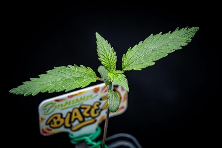 Banana Blaze Auto Dutch Passion. Week 2 - Day 10