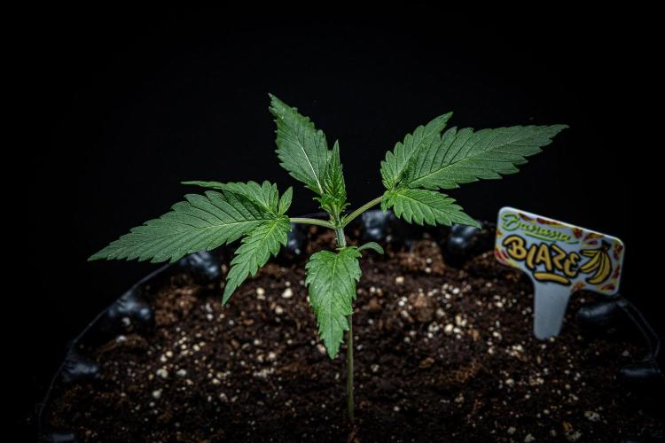 Banana Blaze Auto Dutch Passion. Week 2 - Day 15