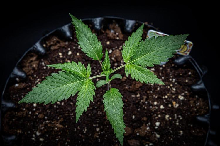 Banana Blaze Auto Dutch Passion. Week 2 - Day 15