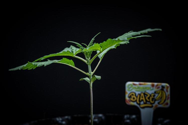 Banana Blaze Auto Dutch Passion. Week 2 - Day 15