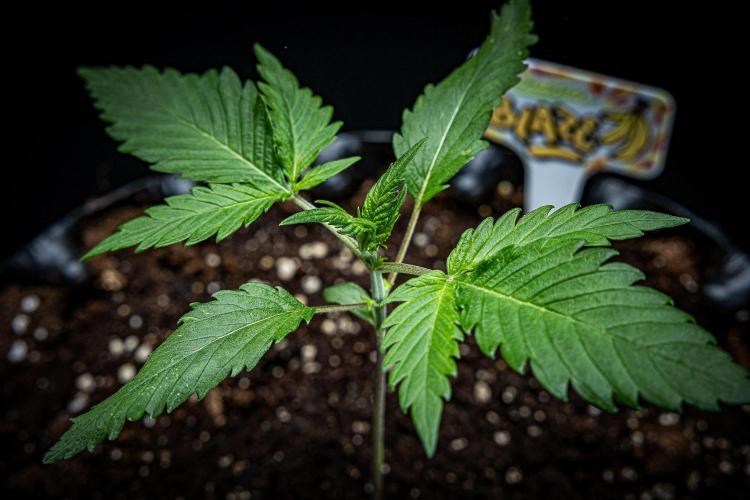 Banana Blaze Auto Dutch Passion. Week 2 - Day 15