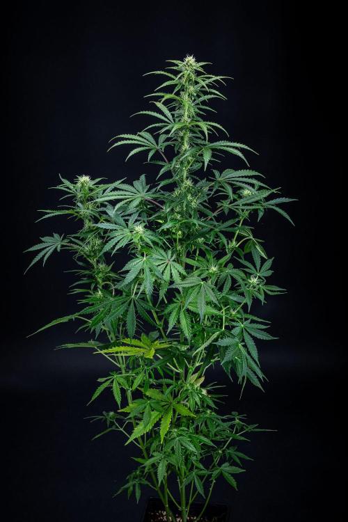 Ghost Train Haze Autoflower Zamnesia. Week 9 - Day 63