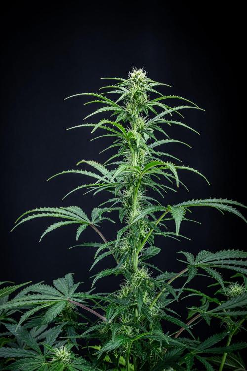 Ghost Train Haze Autoflower Zamnesia. Week 9 - Day 63