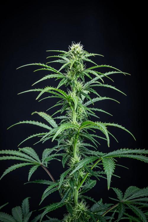 Ghost Train Haze Autoflower Zamnesia. Week 9 - Day 63