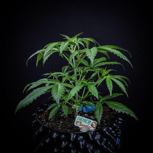 Chemical Candy Green House Seeds. Week 4 - Day 26