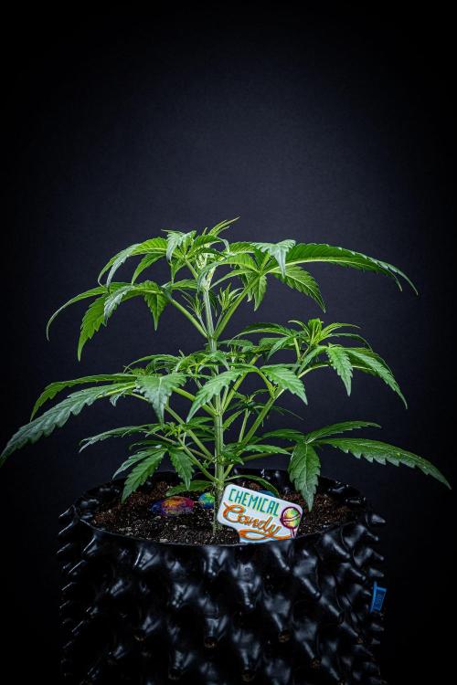 Chemical Candy Green House Seeds. Week 4 - Day 26