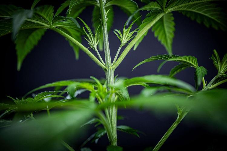 Chemical Candy Green House Seeds. Week 4 - Day 26