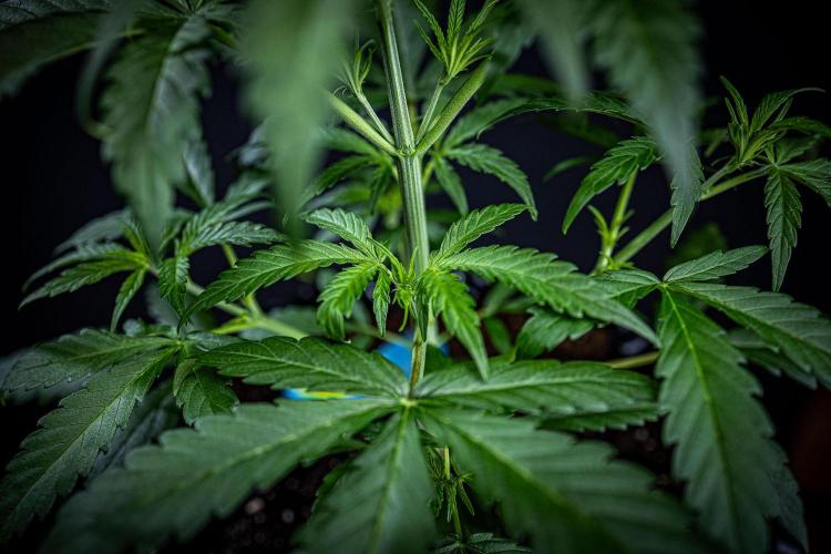 Chemical Candy Green House Seeds. Week 4 - Day 26