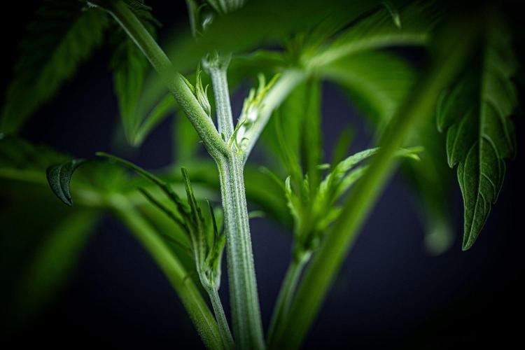 Chemical Candy Green House Seeds. Week 4 - Day 26