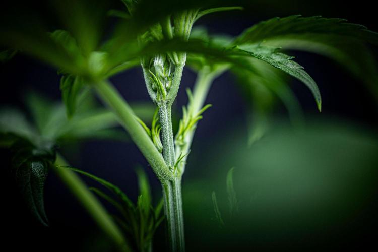 Chemical Candy Green House Seeds. Week 4 - Day 26