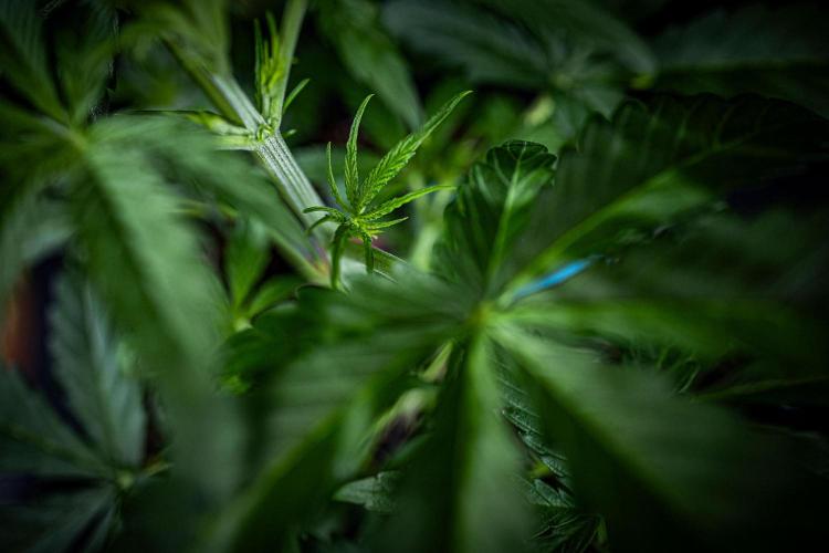 Chemical Candy Green House Seeds. Week 4 - Day 26