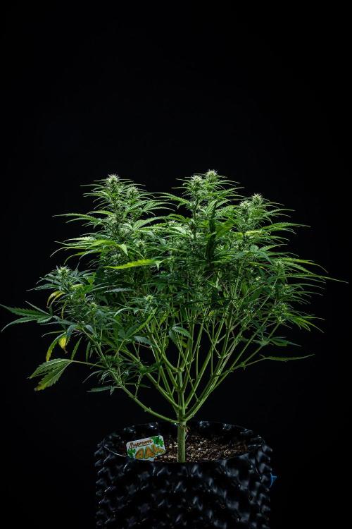 Sensi Supreme Oak Automatic Sensi Seeds. Week 6 - Day 42