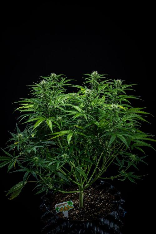 Sensi Supreme Oak Automatic Sensi Seeds. Week 6 - Day 42