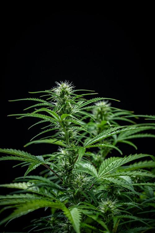 Sensi Supreme Oak Automatic Sensi Seeds. Week 6 - Day 42