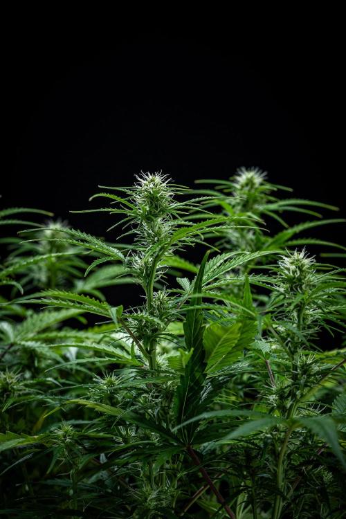 Sensi Supreme Oak Automatic Sensi Seeds. Week 6 - Day 42