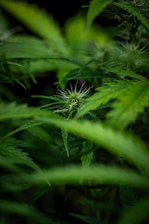 Sensi Supreme Oak Automatic Sensi Seeds. Week 6 - Day 42