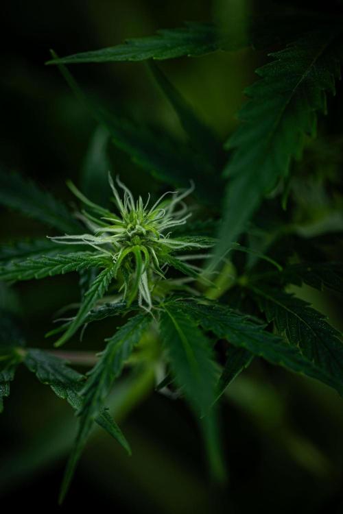 Sensi Supreme Oak Automatic Sensi Seeds. Week 6 - Day 42