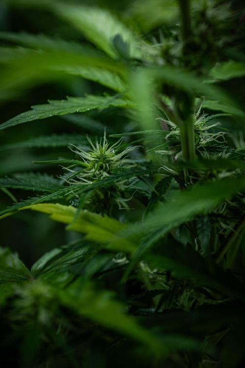 Sensi Supreme Oak Automatic Sensi Seeds. Week 6 - Day 42