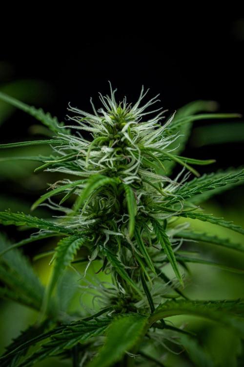 Sensi Supreme Oak Automatic Sensi Seeds. Week 6 - Day 42