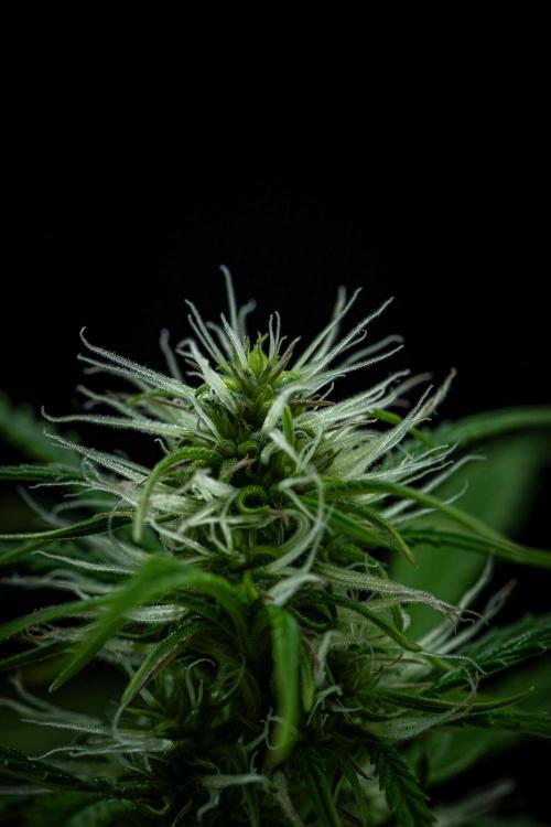 Sensi Supreme Oak Automatic Sensi Seeds. Week 6 - Day 42