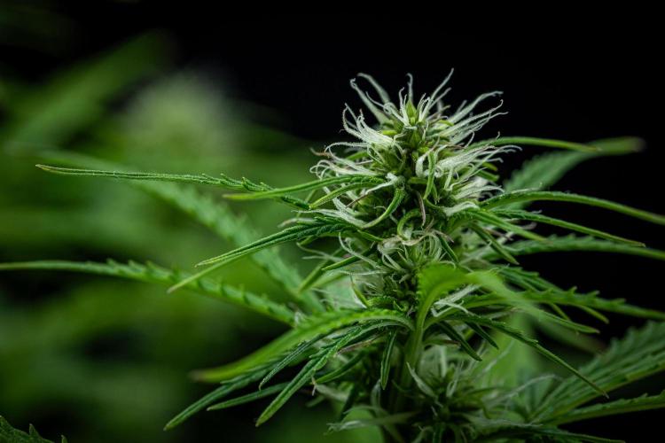 Sensi Supreme Oak Automatic Sensi Seeds. Week 6 - Day 42