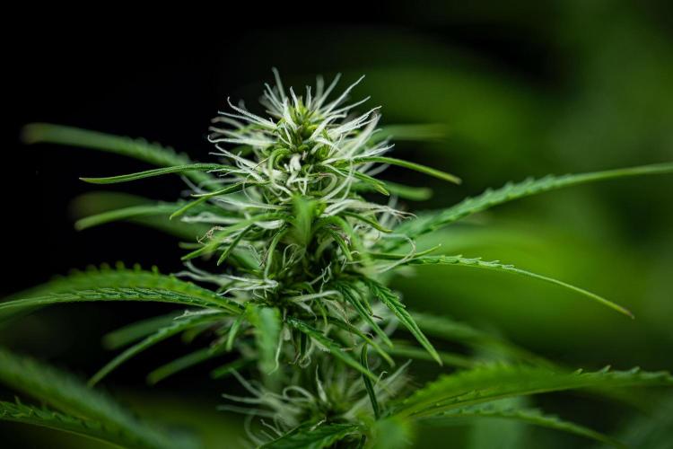 Sensi Supreme Oak Automatic Sensi Seeds. Week 6 - Day 42