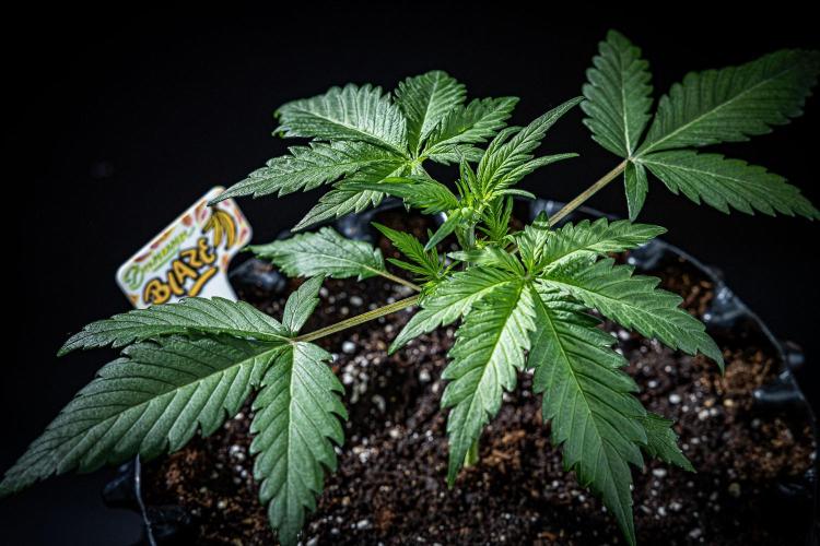 Banana Blaze Auto Dutch Passion. Week 3 - Day 20