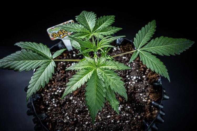 Banana Blaze Auto Dutch Passion. Week 3 - Day 20