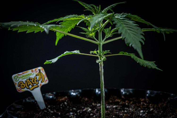 Banana Blaze Auto Dutch Passion. Week 3 - Day 20