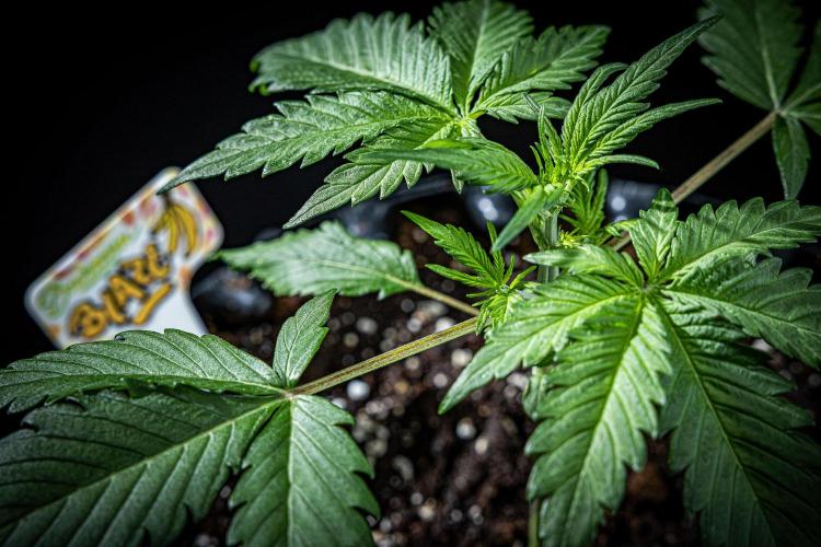 Banana Blaze Auto Dutch Passion. Week 3 - Day 20