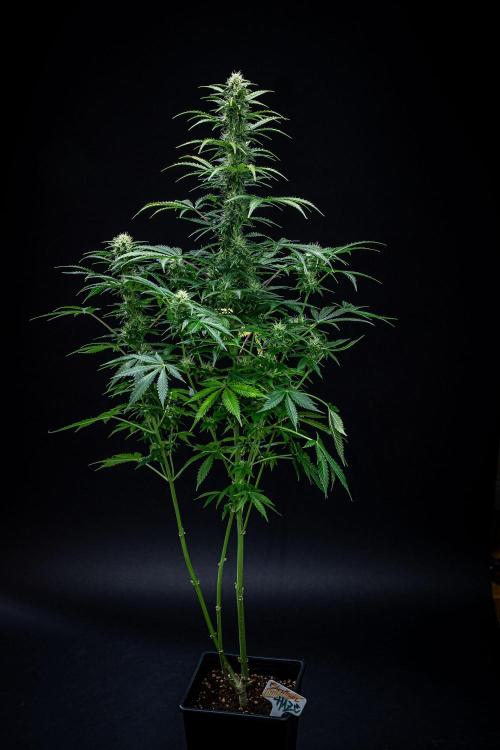 Ghost Train Haze Autoflower Zamnesia. Week 10 - Day 70