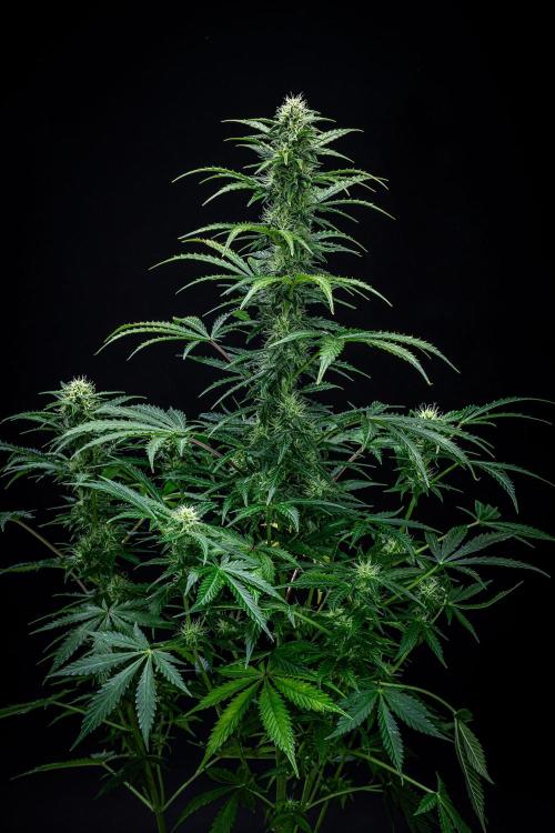 Ghost Train Haze Autoflower Zamnesia. Week 10 - Day 70