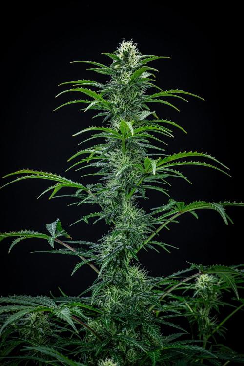 Ghost Train Haze Autoflower Zamnesia. Week 10 - Day 70