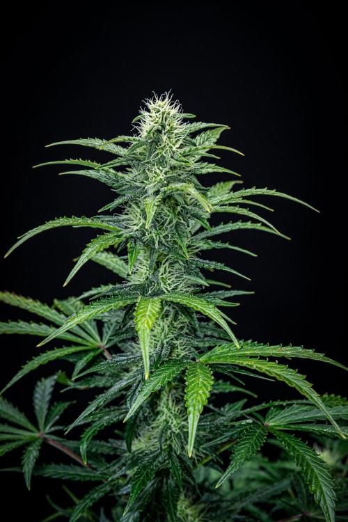 Ghost Train Haze Autoflower Zamnesia. Week 10 - Day 70