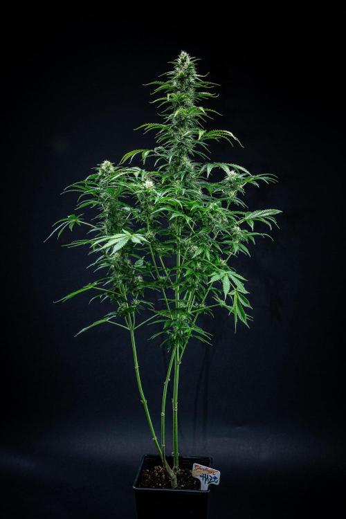 Ghost Train Haze Autoflower Zamnesia. Week 11 - Day 77