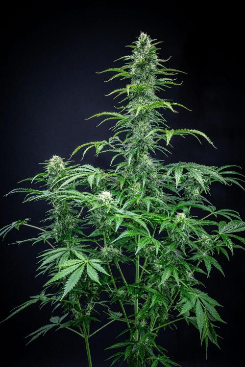 Ghost Train Haze Autoflower Zamnesia. Week 11 - Day 77