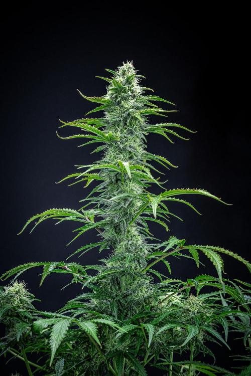 Ghost Train Haze Autoflower Zamnesia. Week 11 - Day 77