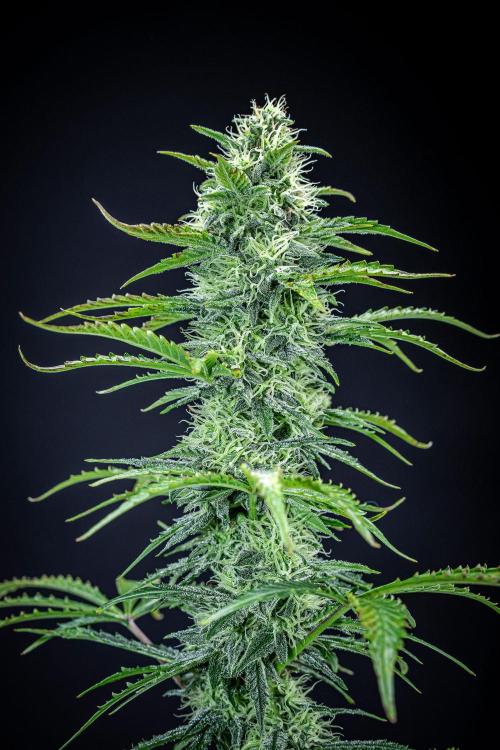 Ghost Train Haze Autoflower Zamnesia. Week 11 - Day 77