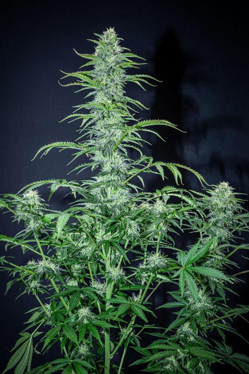 Ghost Train Haze Autoflower Zamnesia. Week 11 - Day 77