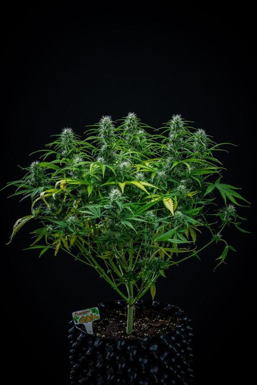 Sensi Supreme Oak Automatic Sensi Seeds. Week 7 - Day 49
