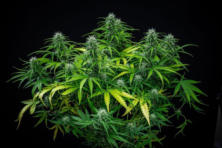 Sensi Supreme Oak Automatic Sensi Seeds. Week 7 - Day 49