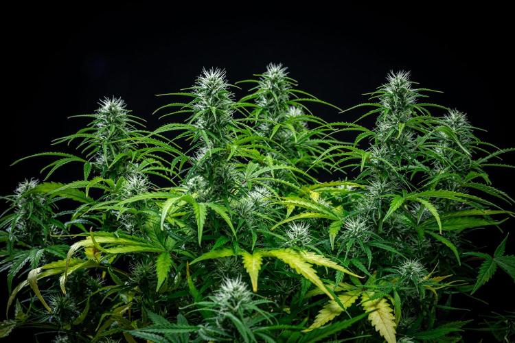 Sensi Supreme Oak Automatic Sensi Seeds. Week 7 - Day 49