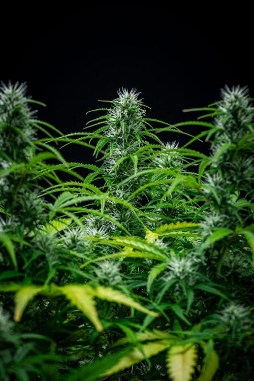 Sensi Supreme Oak Automatic Sensi Seeds. Week 7 - Day 49